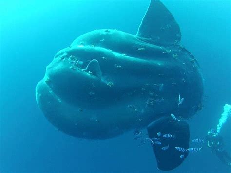 fish wide|10 Largest Fish in the World’s Oceans .